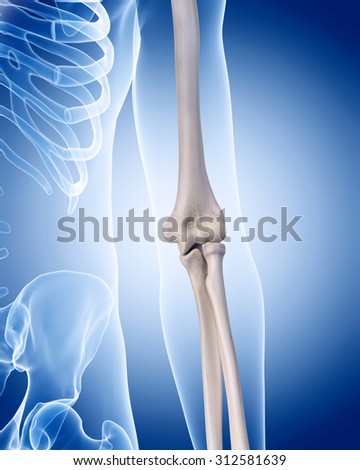 Elbow Anatomy Stock Images, Royalty-Free Images & Vectors | Shutterstock