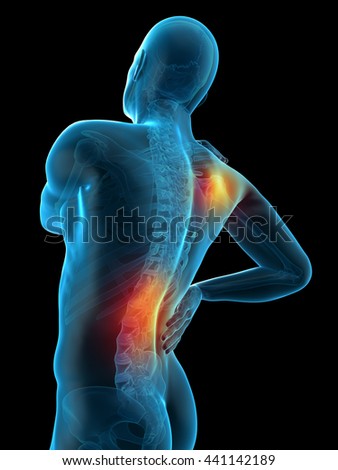 Male Muscular System Stock Illustration 55764241 - Shutterstock