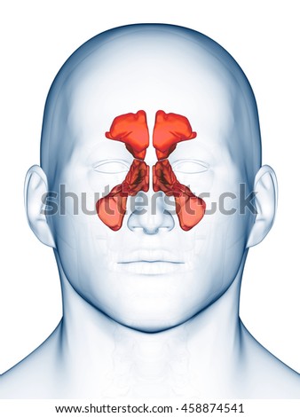 Frontal Sinus Stock Images, Royalty-Free Images & Vectors | Shutterstock