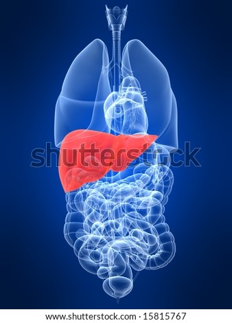 Human Kidney Stock Illustration 6086869 - Shutterstock