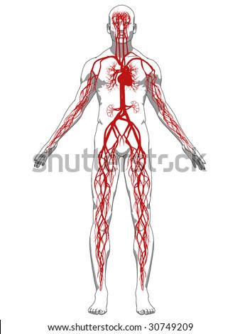 Vascular System Stock Vector 30749209 - Shutterstock