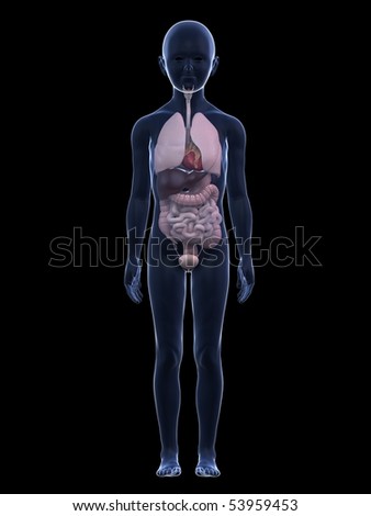 Young Girl Anatomy Stock Illustration 54256507 - Shutterstock