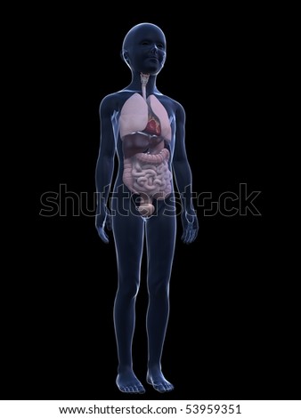 Child Anatomy Stock Photos, Images, & Pictures | Shutterstock