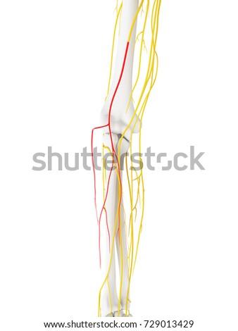 Cutaneous Stock Images, Royalty-Free Images & Vectors | Shutterstock