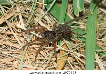 How many of her babies does a female wolf spider carry with her?