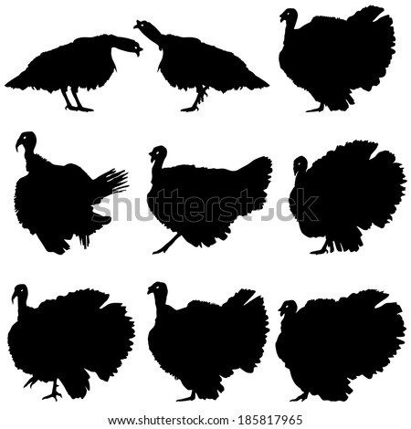 Tom-turkey Stock Images, Royalty-Free Images & Vectors | Shutterstock