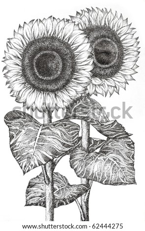 Sunflower Drawing Stock Images, Royalty-Free Images & Vectors