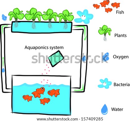 aquaponics system stock vector 157409285 - shutterstock