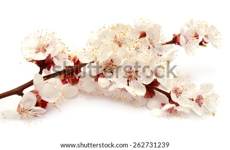 Apricot blossom branch isolated on white background