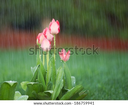 Spring Rain Showers Stock Photos, Images, & Pictures | Shutterstock