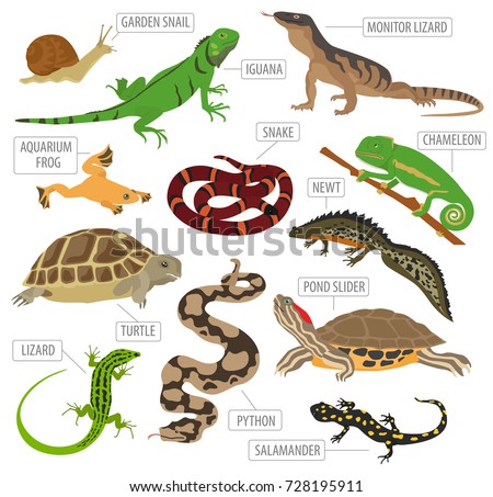 Salamander Stock Images, Royalty-Free Images & Vectors | Shutterstock