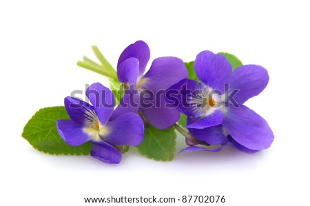 Violet Flower Stock Photos, Images, & Pictures | Shutterstock