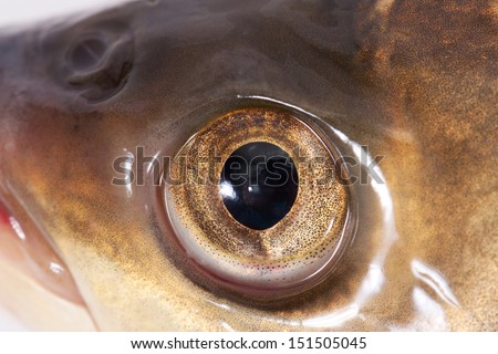 Fish-eye Stock Images, Royalty-Free Images & Vectors | Shutterstock