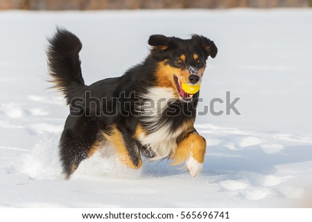 skiing with australian shepherd dog running in snow stock images royalty free images u0026 vectors skiing with australian shepherd dog running in snow stock images royalty free images u0026 vectors