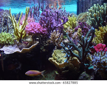 Aquarium Corals Reef Stock Photo 70320076 - Shutterstock