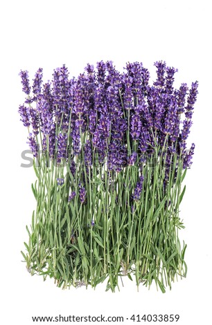 Lavender Stock Photos, Royalty-Free Images & Vectors - Shutterstock