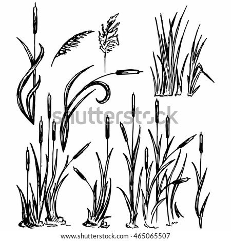 Marsh Background Page Coloring Pages