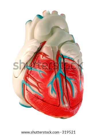 heart anatomy heart anatomy