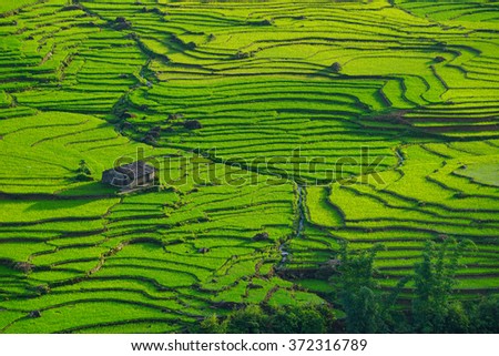 Rice fields on terraced in rainny season at SAPA, Lao Cai, Vietnam. Rice fields prepare for transplant at Northwest Vietnam