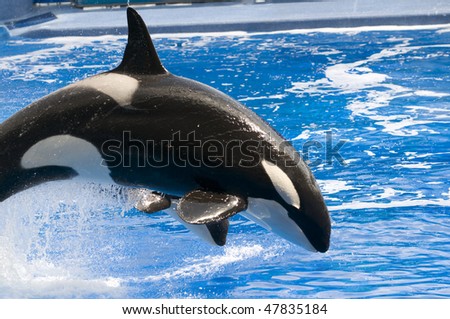 Black White Orca Killer Whale Swimming Stock Photo 47835184 - Shutterstock