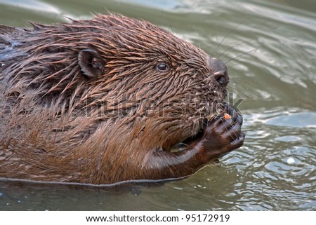 American beaver diet