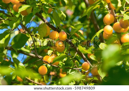 cherry tree yellow fruit plum stock images royalty free images vectors cherry tree yellow fruit plum stock images royalty free images vectors