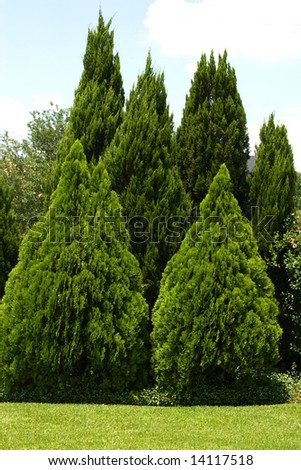 Juniper Tree Stock Photos, Images, & Pictures | Shutterstock
