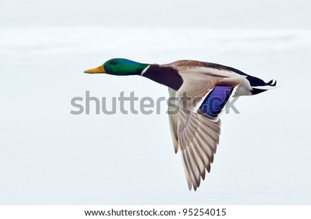 Mallard Duck Flying Stock Photos, Images, & Pictures | Shutterstock