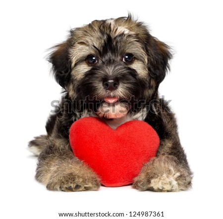 Dog valentine Stock Photos, Images, & Pictures | Shutterstock