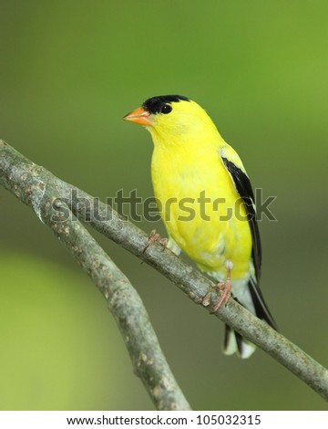 Yellow Bird Stock Images, Royalty-Free Images & Vectors | Shutterstock