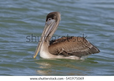 Image result for la jolla pelicans floating on ocean