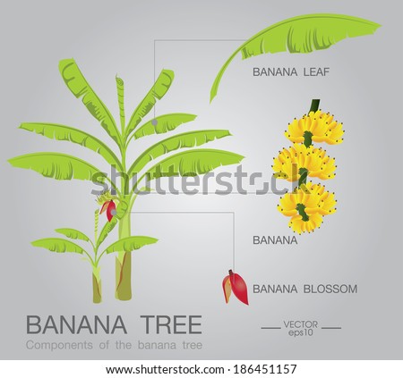 Banana Tree Stock Vector 186451157 - Shutterstock