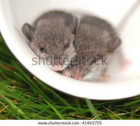 Sleeping Mouse Stock Images, Royalty-Free Images & Vectors | Shutterstock