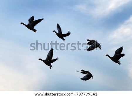 Geese Stock Images, Royalty-free Images & Vectors 