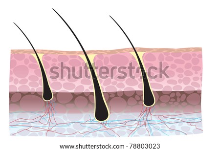 Follicle Stock Images, Royalty-Free Images & Vectors | Shutterstock