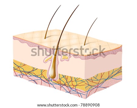 human skin stock images royalty free images vectors sweat gland stock images royalty free images vectors human skin stock images royalty free images vectors sweat gland stock images royalty free images vectors