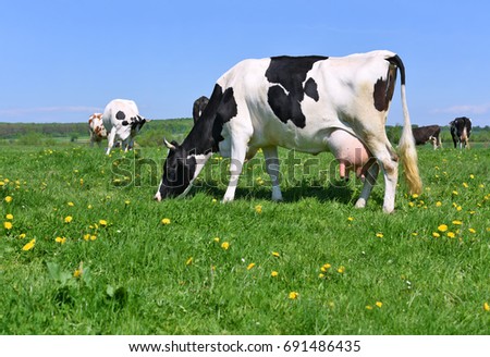 Funny Cow On Green Summer Meadow Stock Photo 128724608 - Shutterstock