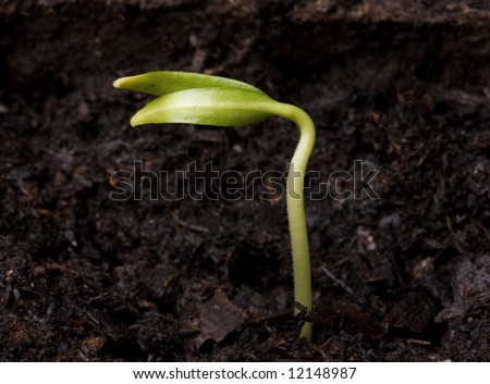 Sunflower Plant Sprouts Germinating Soil Stock Photo 82491493 ...