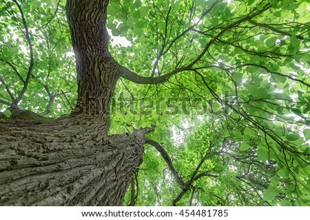 Videos pornos de divorciadas Mature natural tree pictures