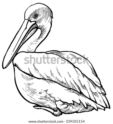 Pelican Hand Drawn Vector Illustration Isolated Stock Vector 339505154 ...