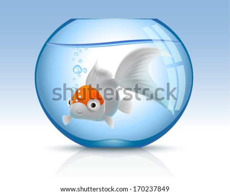 Goldfish in aquarium