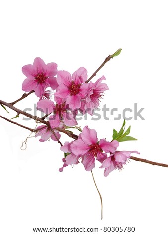 Peach Blossom
