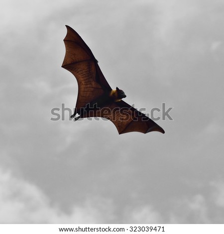 Bat Animal Stock Photos, Images, & Pictures | Shutterstock