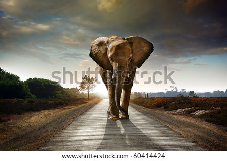 Single elephant walking in a road with the Sun from behind