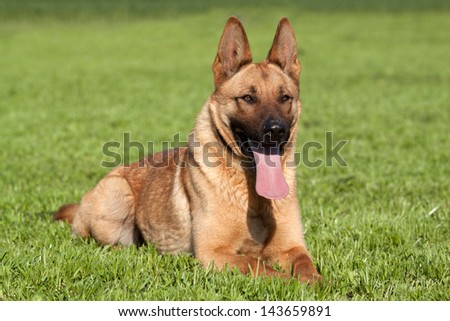 Portrait Beautiful German Shepherd Alsatian Dog Stock Photo (Royalty ...