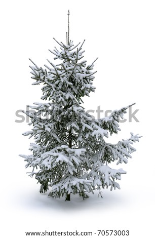 Fir tree covered with snow