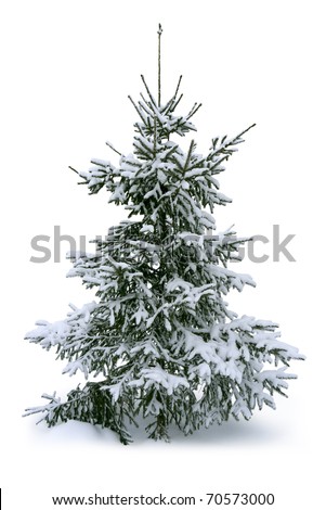 Fir tree covered with snow
