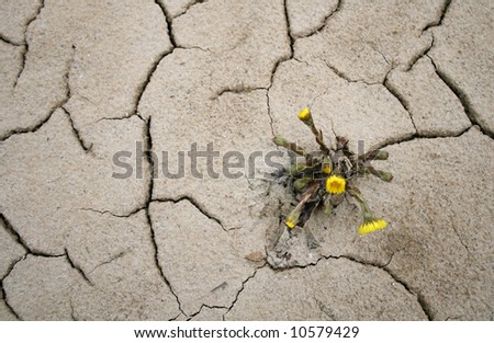 Small Yellow Flower Growing Arid Soil Stock Photo 10579429 - Shutterstock