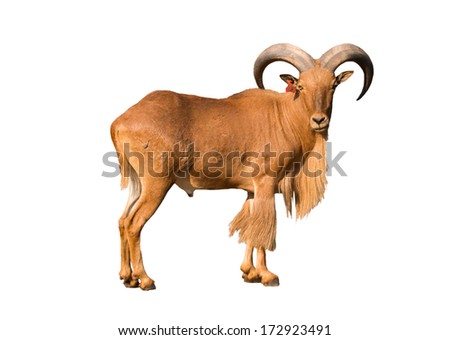 Aoudad Stock Images, Royalty-Free Images & Vectors | Shutterstock