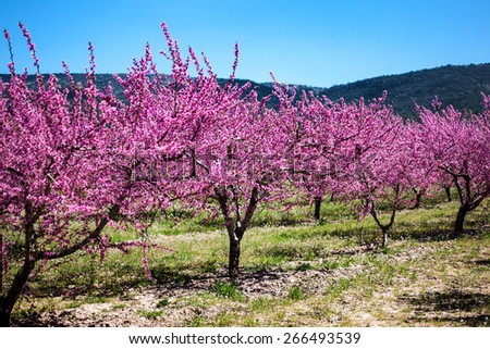 blooming peach orchard in blossom, Alicante, Spain, flowering trees on a sunny day, blue sky and white clouds